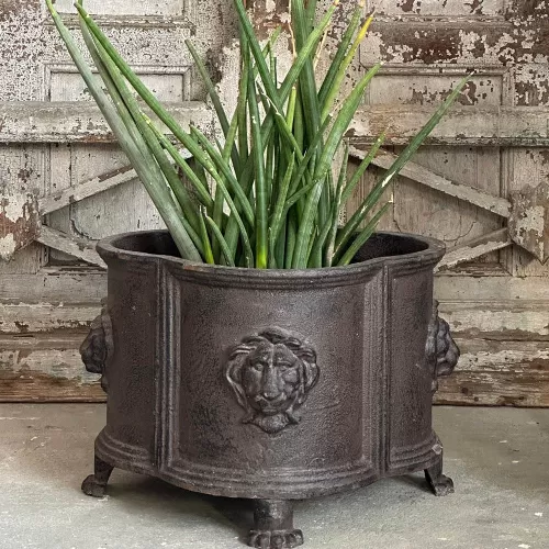 Cast Iron  Lion Flowerpot